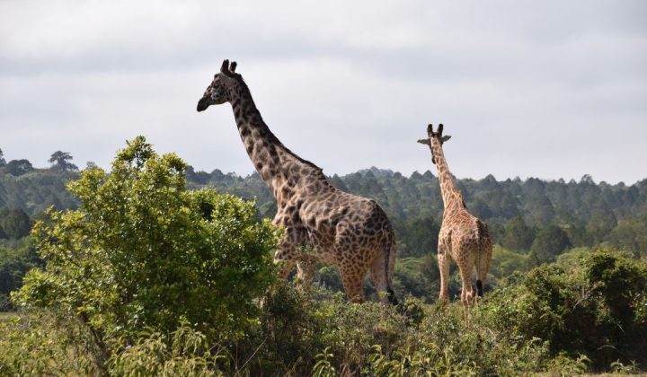 Arusha National Park (1)