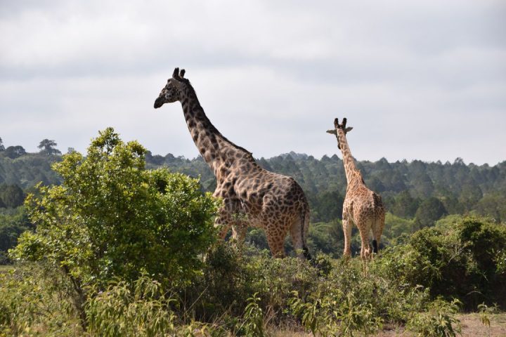 Arusha National Park (1)
