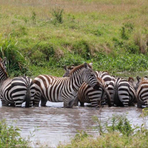 serengeti