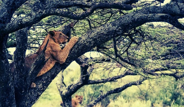 Lake Manyara National Park (1)