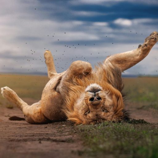 Maasai Mara