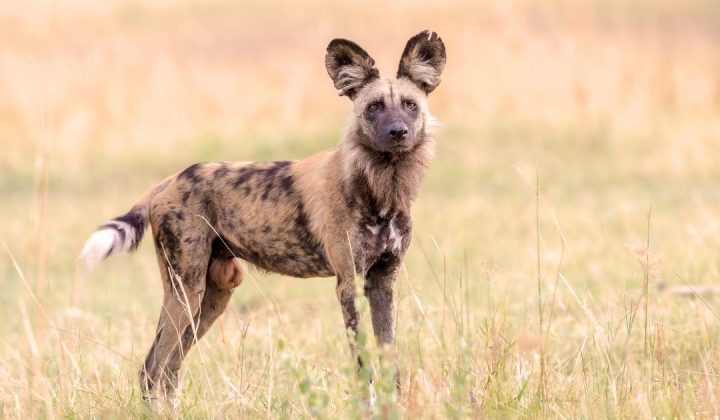 Mkomazi National Park (1)