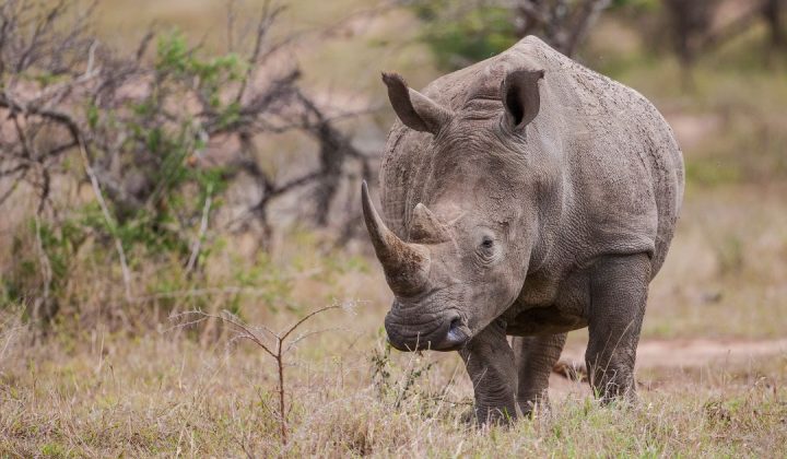 Mkomazi National Park