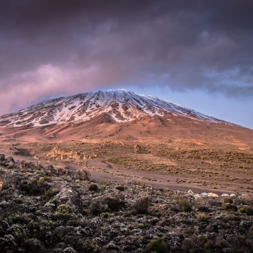 Kilimanjaro Dwarfs Tiny Third Cave Camp