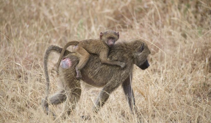 Ngorongoro Crater