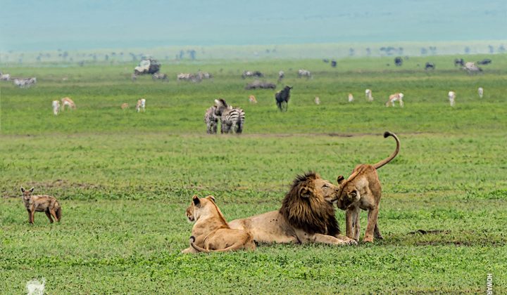 Ngorongoro Crater 2