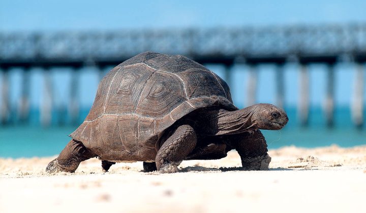 Prison Island Turtles