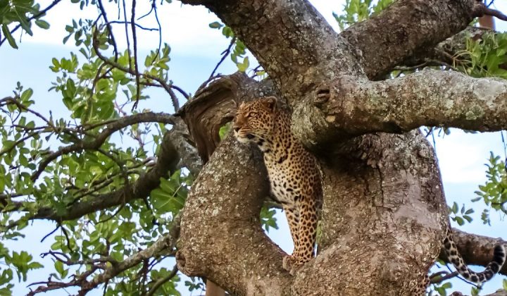 Private Tanzania Safaris The Ultimate Way to Experience Tanzania