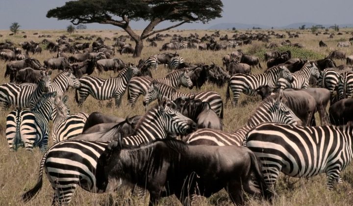 Serengeti National Park (1)