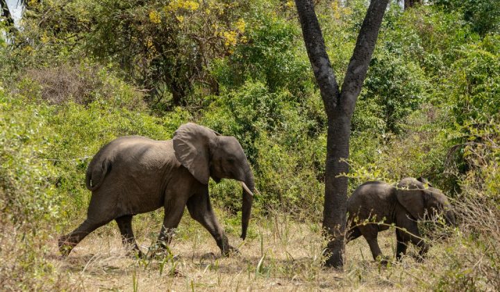 Tarangire National Park (3)