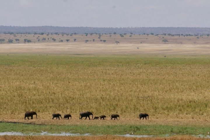 Tarangire National Park