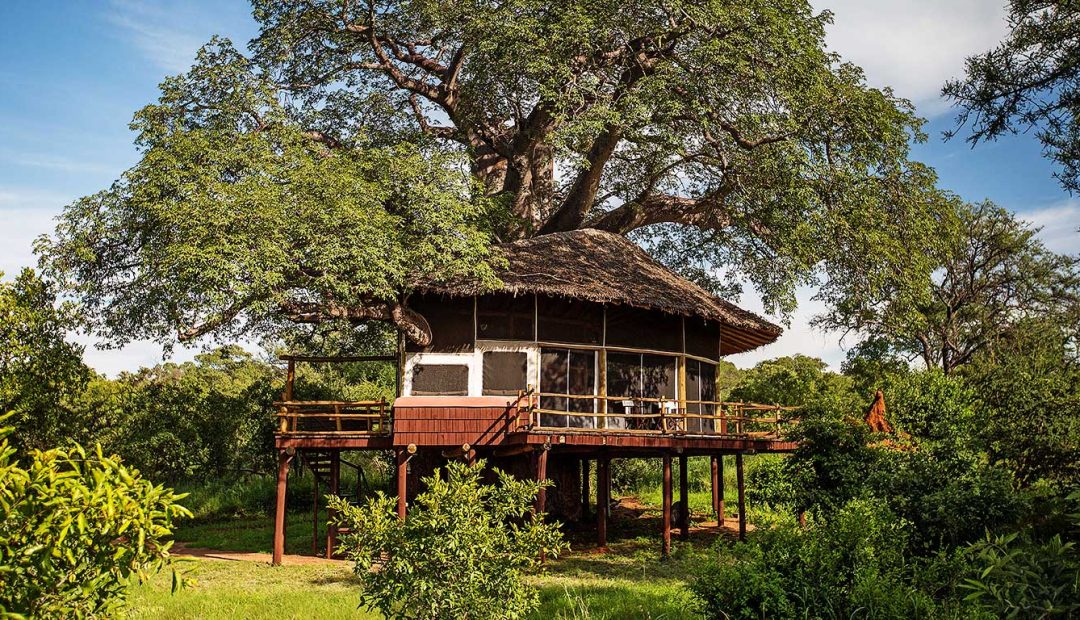 Tarangire treetops by elewana