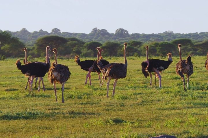 ostrich