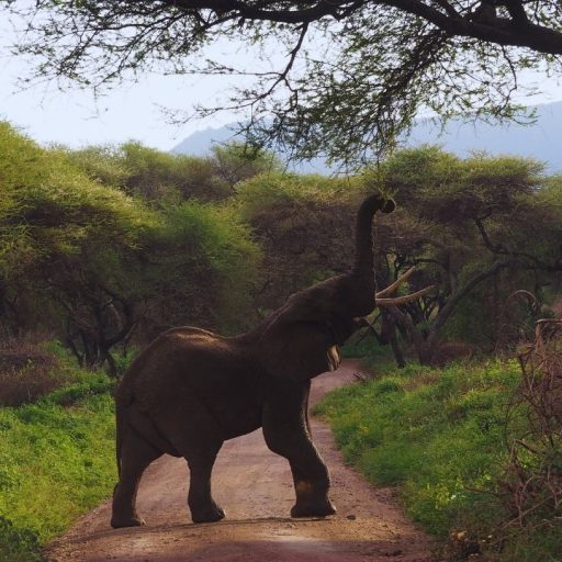manyara