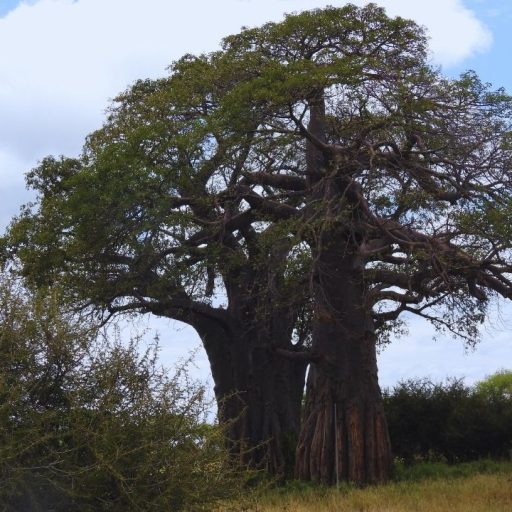 tarangire