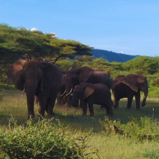 tarangire