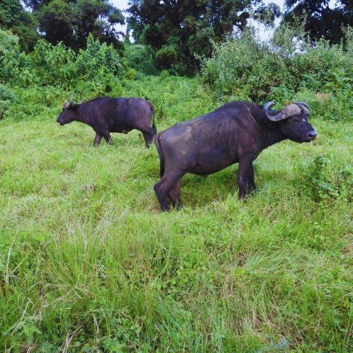 tarangire