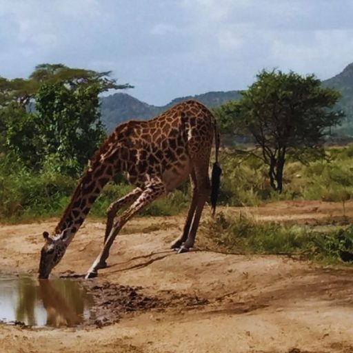 serengeti