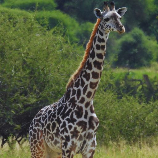 giraffe