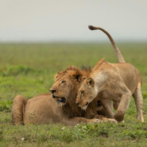 lion