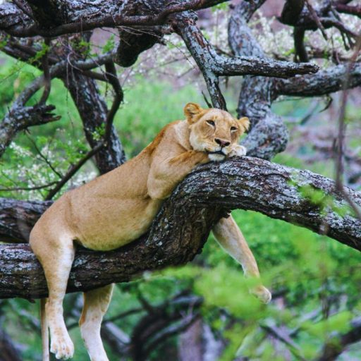 manyara