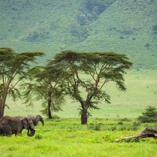 ngorongoro (3)