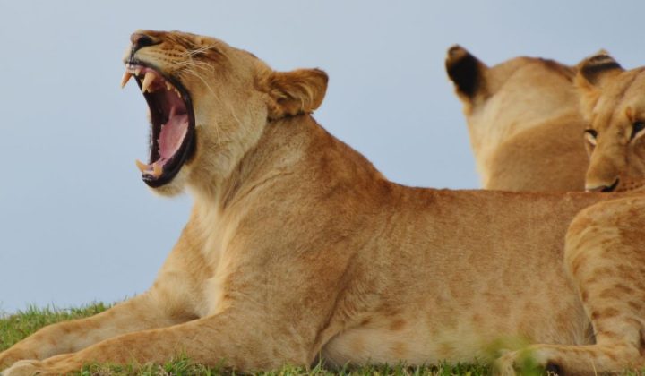 serengeti-2