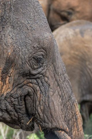 tarangire national park (2)