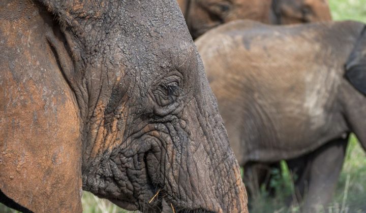 tarangire national park (2)